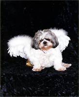 Click Picture to see larger image